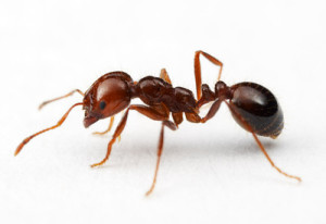 mrówkaa